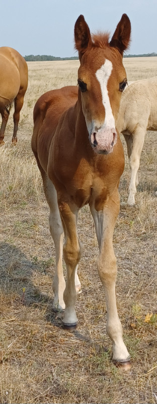 2023 qh colt in Horses & Ponies for Rehoming in Brandon - Image 3