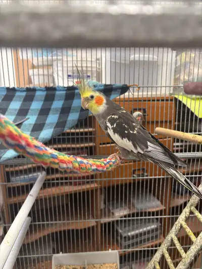 Young Cockatiels, View more