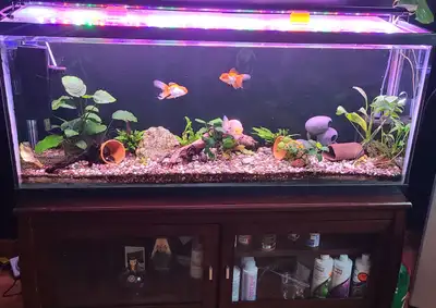 55 gallons ,équipement, poissons, View more