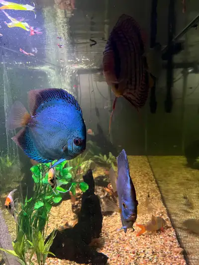 Large adult Blue Leopard Discus, View more