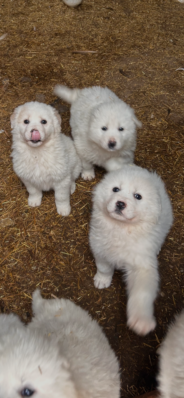 Livestock Guardian Pups in Dogs & Puppies for Rehoming in Owen Sound - Image 2