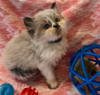 Beautiful Pure Himalayan Kittens MALE-Available May 10th