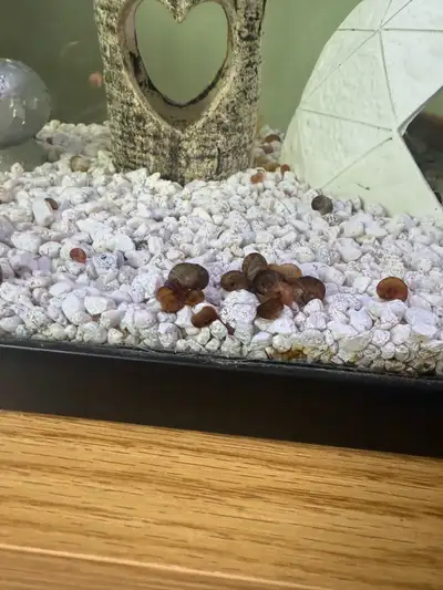 Baby Ramshorn Snails, View more