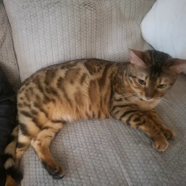 Femelle bengal in Cats & Kittens for Rehoming in Laval / North Shore - Image 10