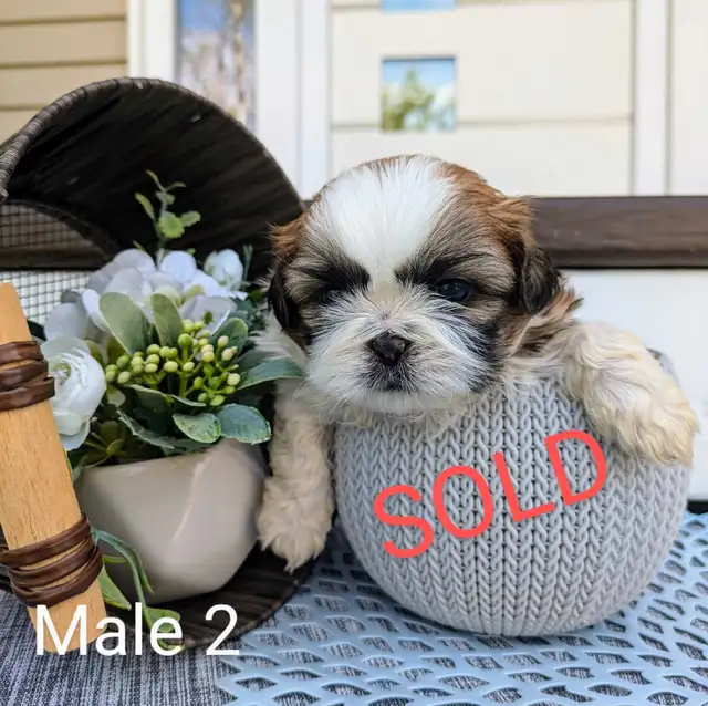 ❤️ Beautiful Shih Tzu Puppies ❤️ Ready to go today! in Dogs & Puppies for Rehoming in Winnipeg - Image 6