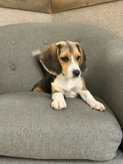 Beautiful beagle puppies , View more