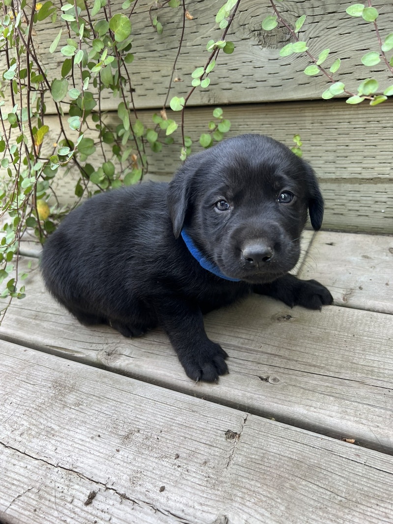 Purebred Black and Charcoal Lab Pups Dogs & Puppies for Rehoming