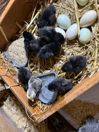Easter Egger baby chicks 4 days old. $10each 