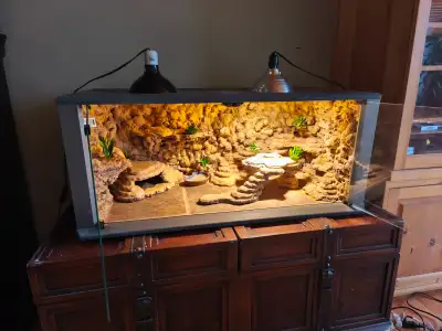 Leopard gecko – full set up, View more