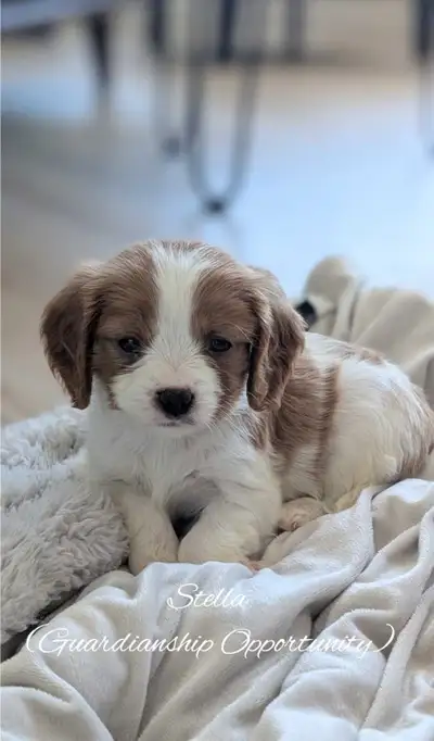 Adorable Cavapoos: All Sold!, View more