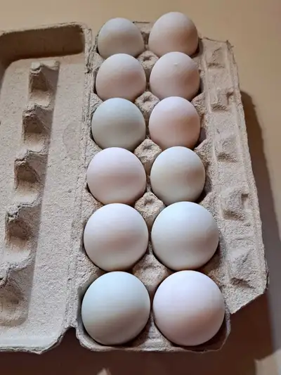 Duck Eggs, View more