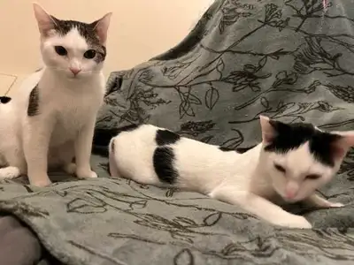 Two Cats for Rehoming , View more