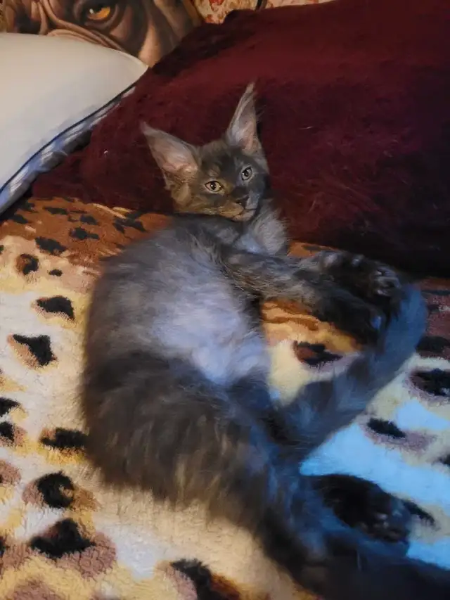 Litter of 5 mainecoon Kittens in Cats & Kittens for Rehoming in Bridgewater - Image 11