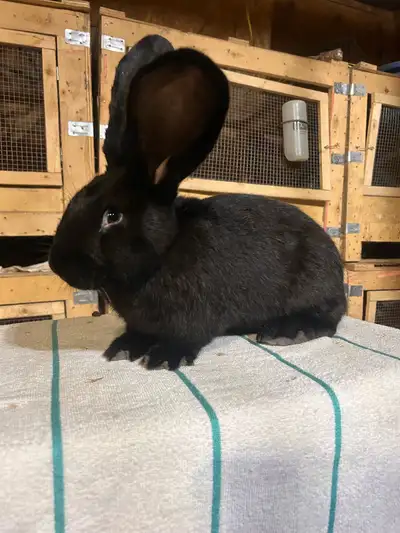 purebred continental giant rabbit, View more