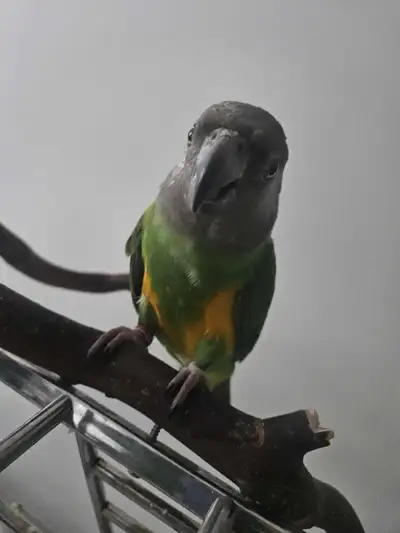 Meet kiwi, we are waiting to confirm if she is a DNA female. If kiwi is a female, which I suspect sh...