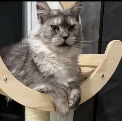 FEMALE ADULT MAINCOON AVAILABLE *URGENT*, View more