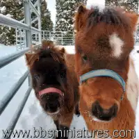 Couple de chevaux miniatures adorable pour zoothérapie ou autre
