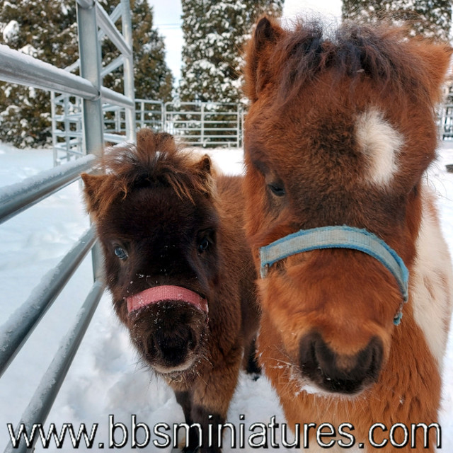 Couple de chevaux miniatures adorable pour zoothérapie ou autre dans Autres animaux à adopter  à Drummondville