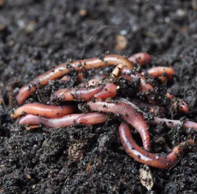 Organic red wiggler worms for sale! I have been selling and breeding these worms for 5 years and the...