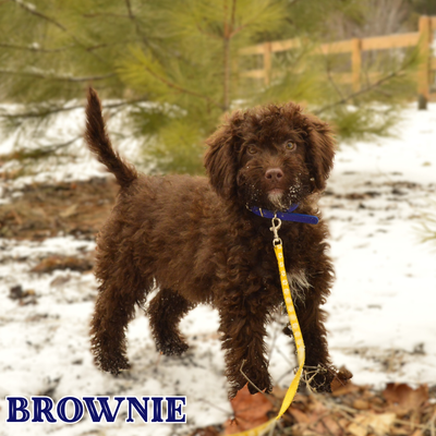 25-30lbs) F1b  Aussiedoodle Puppies!, View more