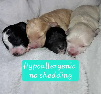 Bichon-Frise Toy Poodle Puppies Spring of 2024 litter all sold. Pictures of 2024 Spring litter and 2...
