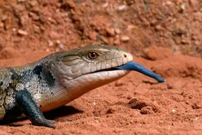 Blue-Tongued Skink, View more