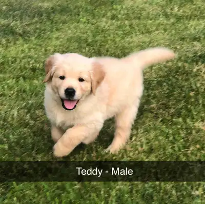 CKC Registered Golden Retrievers , View more