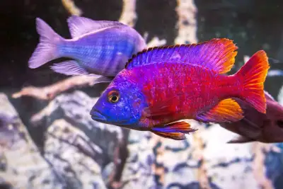 We Have Some Really Cool & Beautiful African Cichlids For Sale. New Beautiful Fish Arriving Weekly W...