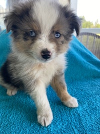 Toy Australian Shepherd puppies 