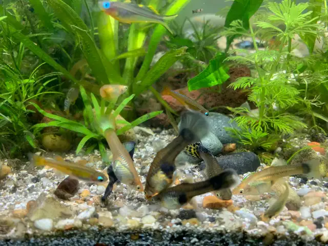 Least Killifish in Fish for Rehoming in Richmond - Image 9