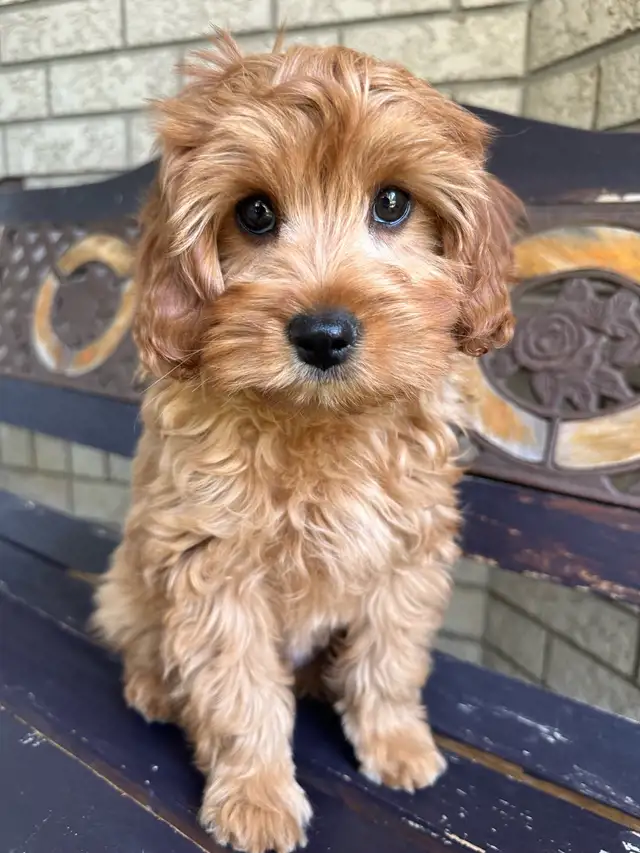 F1b Cavapoo Puppies (One Left) in Dogs & Puppies for Rehoming in Mississauga / Peel Region - Image 3