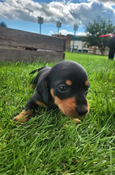 CKC Miniature Short-haired Dachshund Puppies, View more
