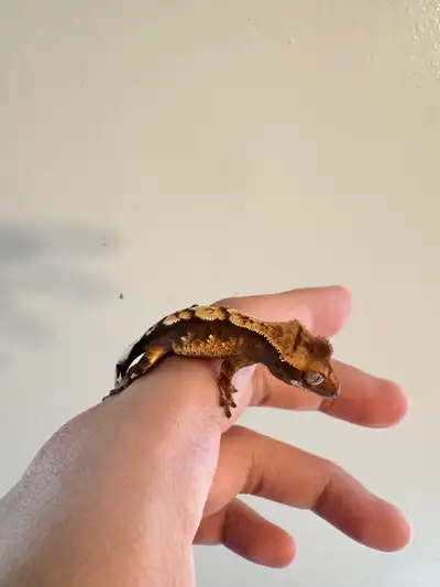 Snow Flake type Crested Gecko from Yuza x Sonic pairing. Unsexed, 4-5g eating pangea and crickets It...