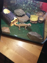 Blood hypo leopard Gecko plus tank and accessories