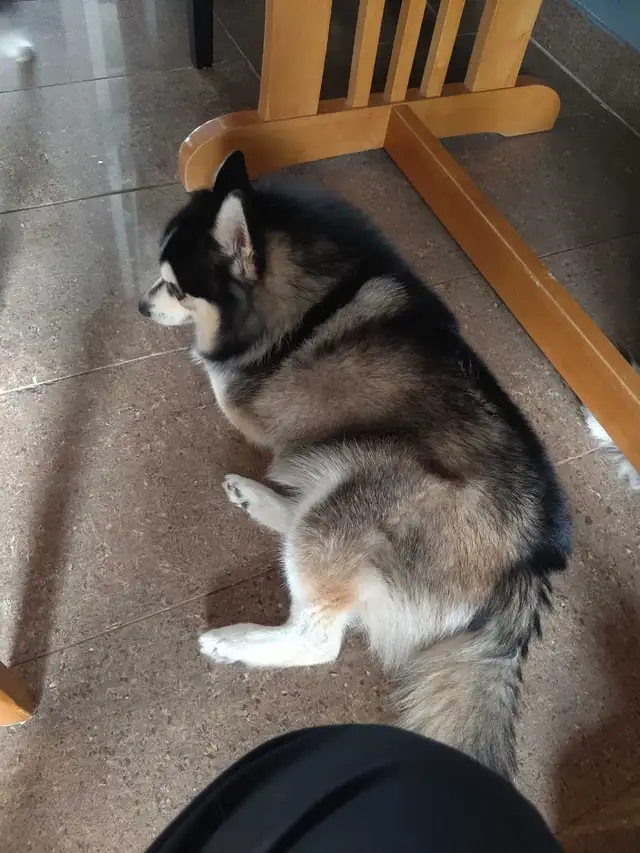 couple pomsky in Dogs & Puppies for Rehoming in Laval / North Shore - Image 3