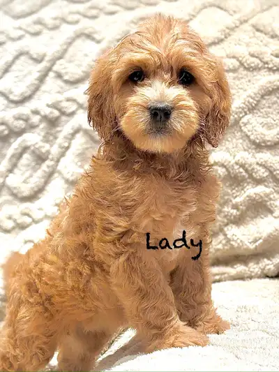 CHIOTS GOLDENDOODLE F1  PUPPIES, View more