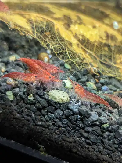 Red Cherry shrimp , View more