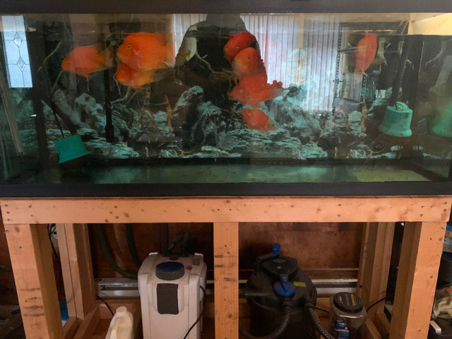 FIsh Tank and Blood Parrot fish in Fish for Rehoming in Delta/Surrey/Langley - Image 2