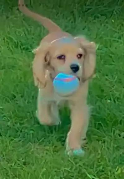 cocker spaniel mâle chiot/puppy cocker spaniel male, View more