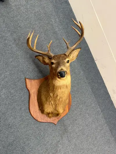 Real deer taxidermy wall mount. Beautiful and well-preserved deer head mounted on a wooden plaque. T...