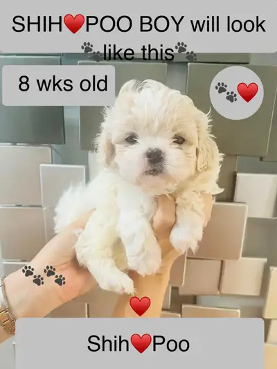 BEAUTIFUL SHIH♥️TZU/SHIH♥️POO ALL SOLD EXP  BREEDER 30+YEARS♥️, View more