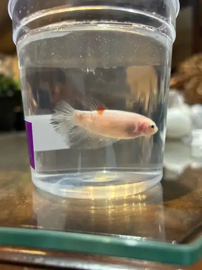 Contact for more info