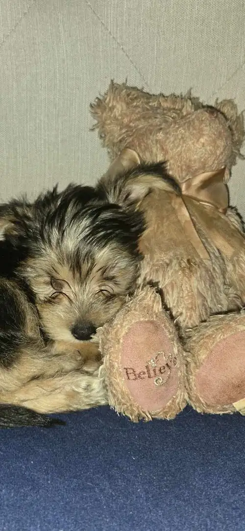 We are thrilled to introduce our adorable Mini Tudor Morkies. Available for the first time on Kijiji...