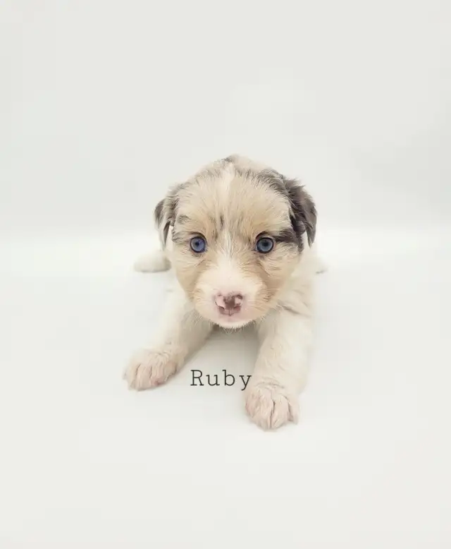 Toy/Mini Australian Shepard puppies in Dogs & Puppies for Rehoming in Edmonton - Image 4