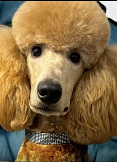 CKC REGISTERED STANDARD POODLE PUPPIES- Prairie Belle Poodles, View more