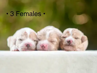 Beautiful Maltipoo Puppies For Sale!, View more