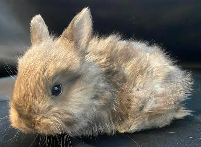 BEW English Angora Rabbits in Small Animals for Rehoming in Ottawa - Image 5