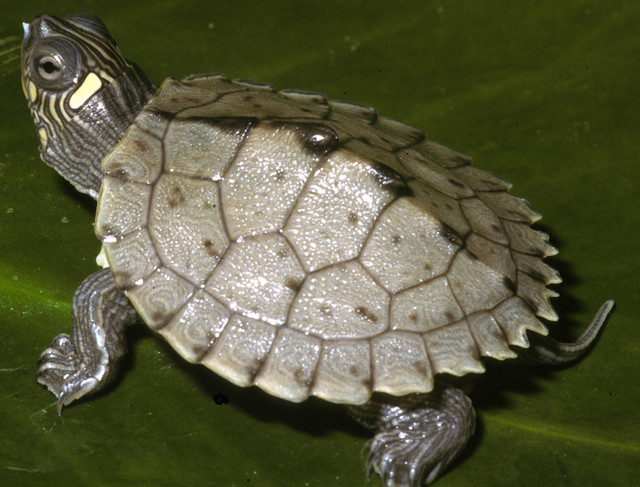 BEAUTIFUL BABY TURTLES in Reptiles & Amphibians for Rehoming in North Bay