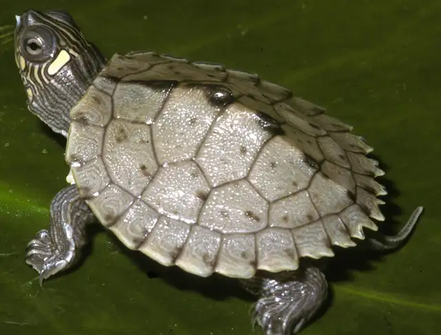 BEAUTIFUL BABY TURTLES in Reptiles & Amphibians for Rehoming in North Bay - Image 2