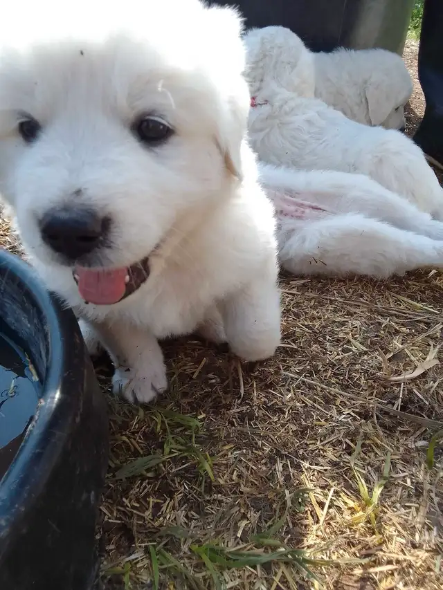 Maremma pyrenees  livestock guardian puppies in Dogs & Puppies for Rehoming in Owen Sound - Image 8